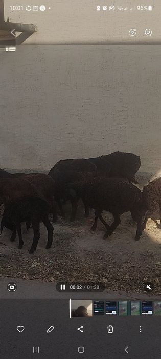 Кузи 6та ургочи 3 та эркак соглом