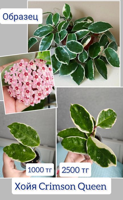 Хойи разные сорта комнатные цветы