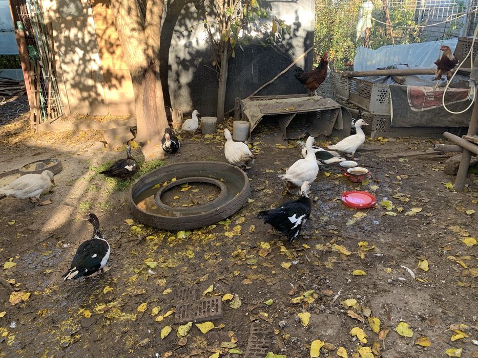 Vand rate mute ( lesesti )