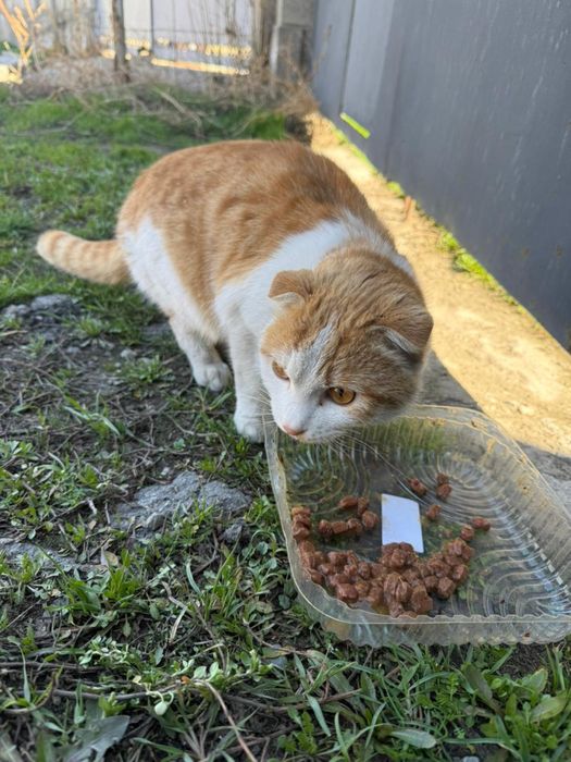 Отдам кота в хорошие руки