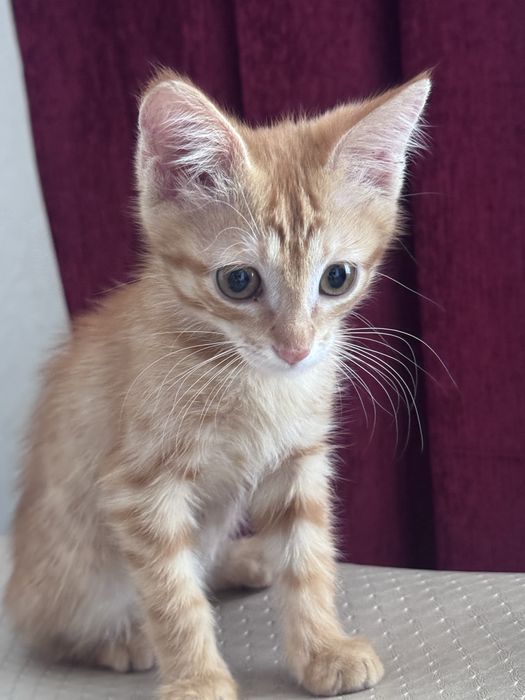 Котенок в добрые руки