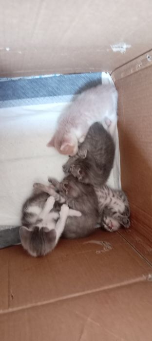 Отдам игручих котяток смесь бобтейла