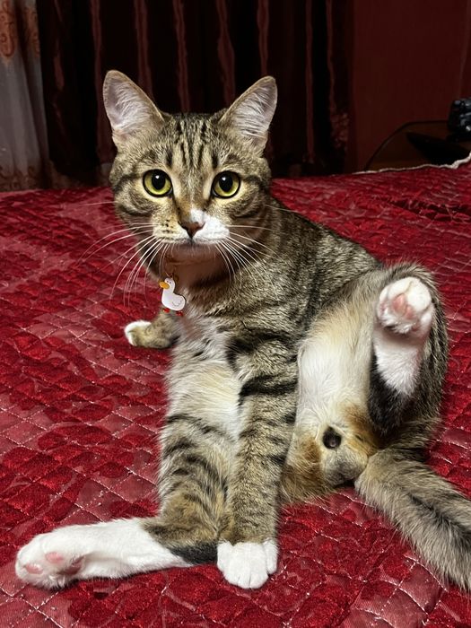 отдаю котика в добрые руки