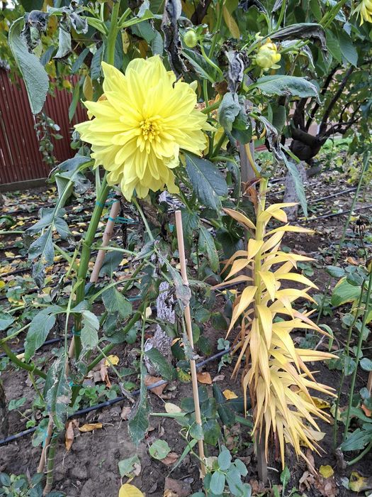 Dallii uriase - bulbi 5 lei mici 10 lei mari