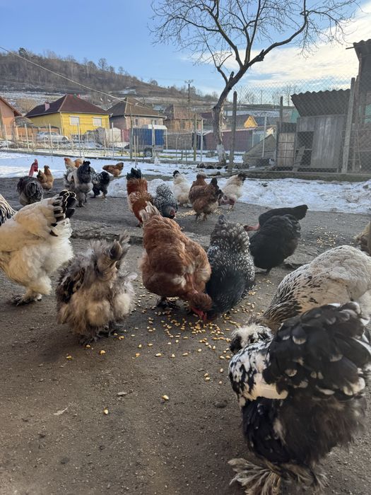 Oua incubat de la gainile din imagini