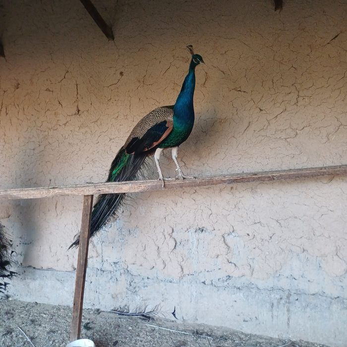 Павлин продается Индииский