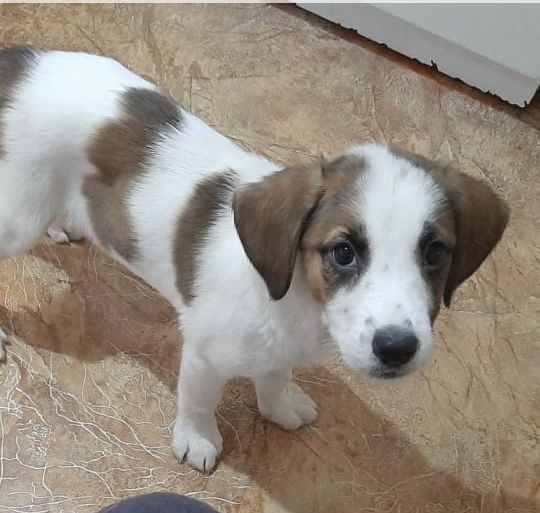 Щенки в добрые руки