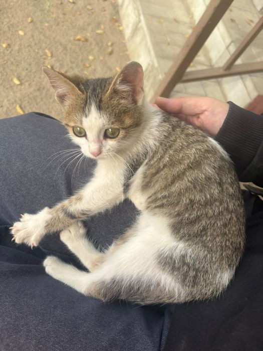 Котёнок в добрые руки.