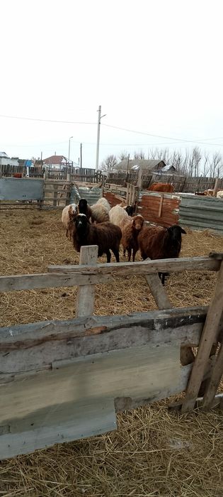 Продам баранов,қой.