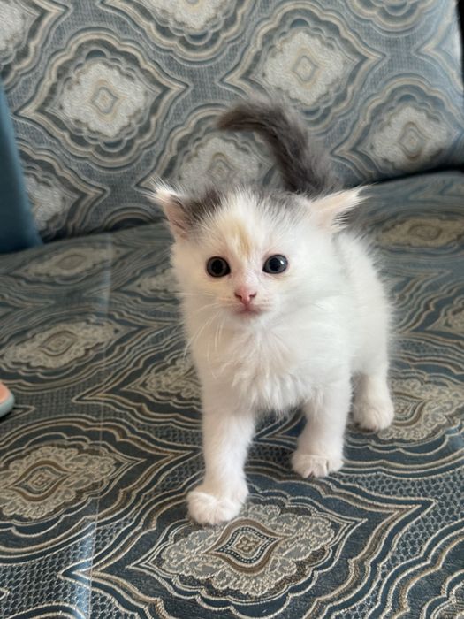 Отдам котят в самые лушче руки