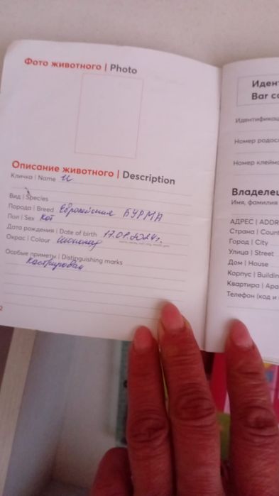 Кот европейская бурма