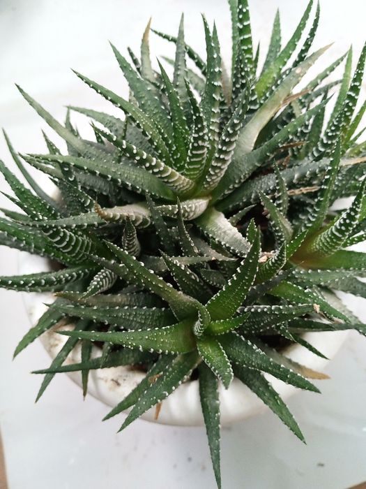 Кактус "Хавортия"