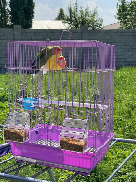 Продам пара попугай  папугай неразлучники