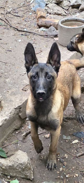 Belgian Malinois