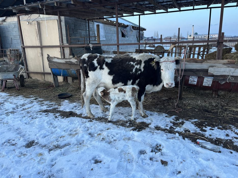 Жуас сауын ерек бұзаулымен