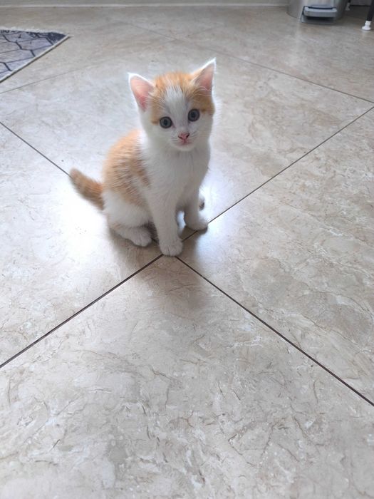 Отдам даром котят