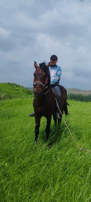Кокпар ат сатылады 5 жасар срочна