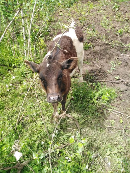 Бузаулы сиыр сатылады