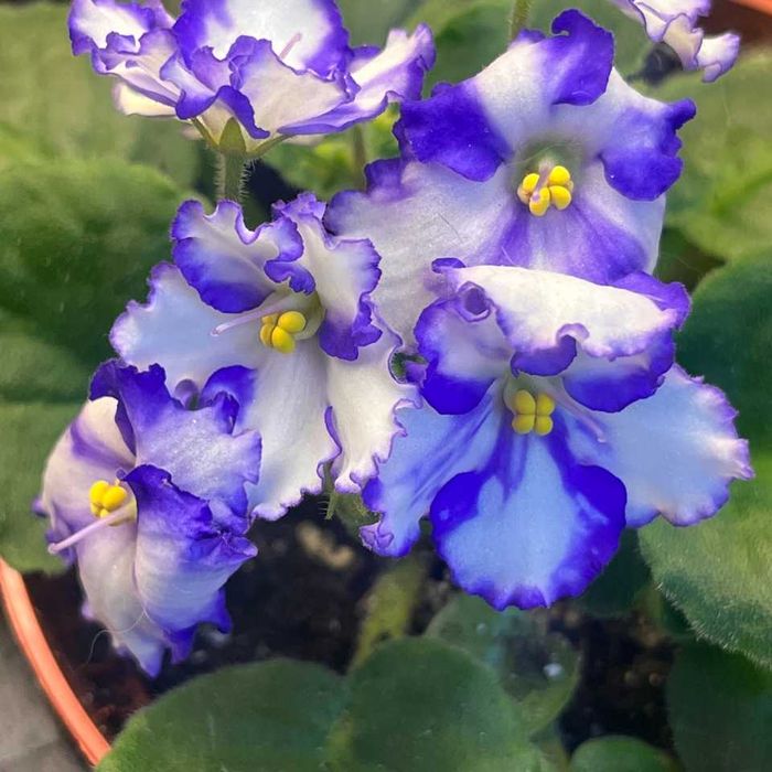 Фиалки цветущие в горшках