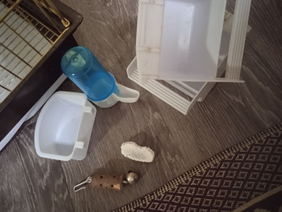 Гнездо попугая,чисто