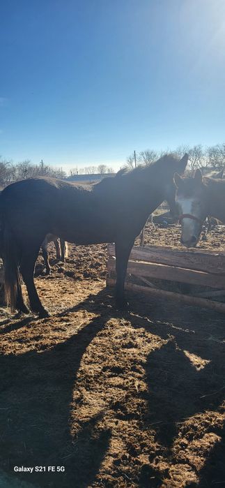 Лошади четыре кобылы