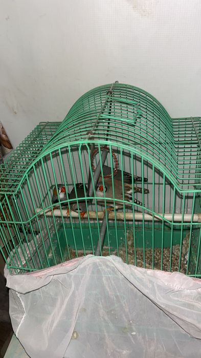 De vânzare,zebre australiene 3 pui și 2 adulți (mascul-femelă)