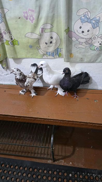 Продаются голуби