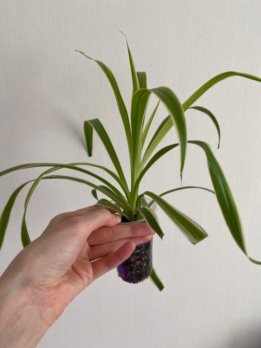 Хлорофитум хлорофитум