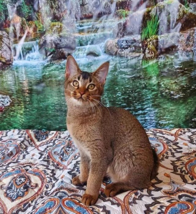 Чаузи и абики. Акция - 50%