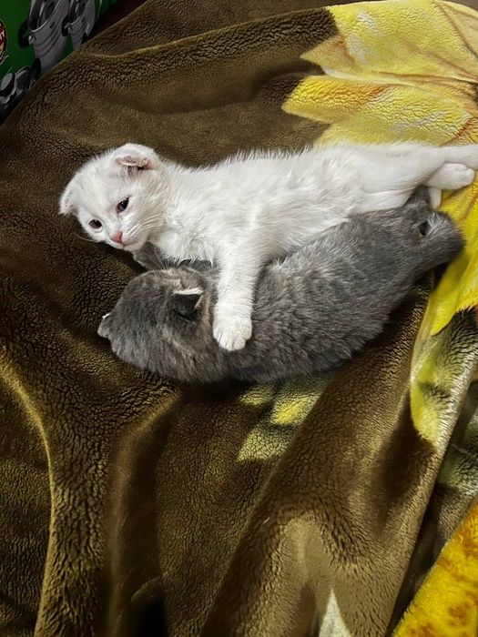 Кошка скоттиш фолд