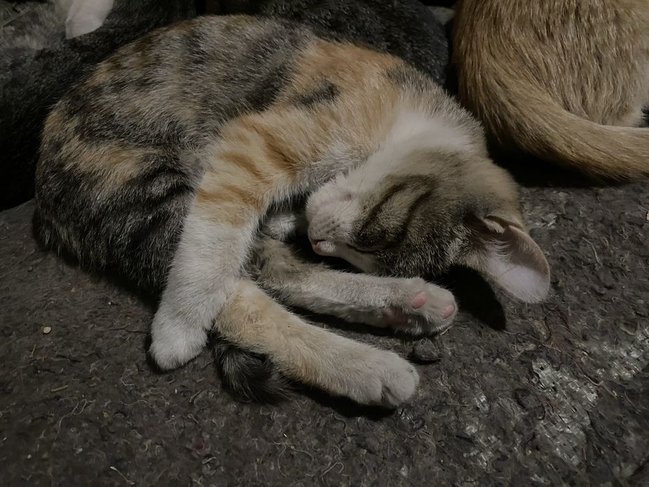 отдаю котят в добрые руки