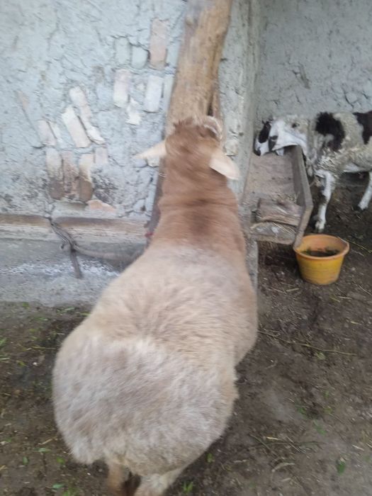 Qo'chqor sotiladi