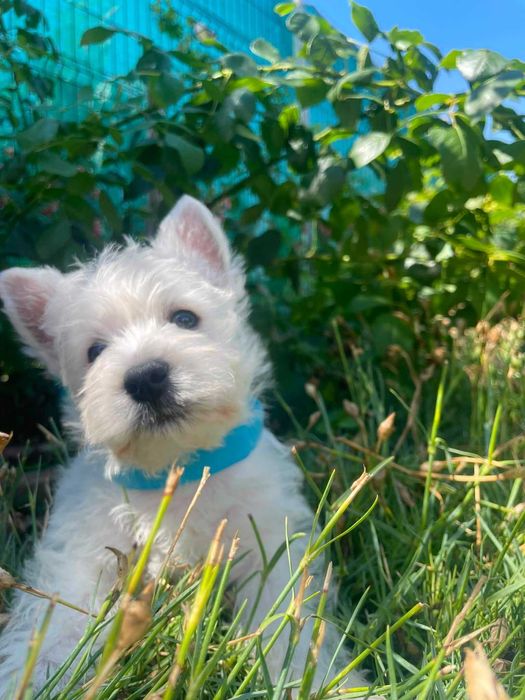 West Highland White Terrier