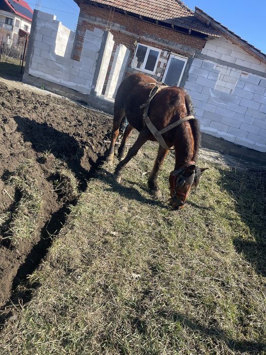 Vand cal varsta 10 ani