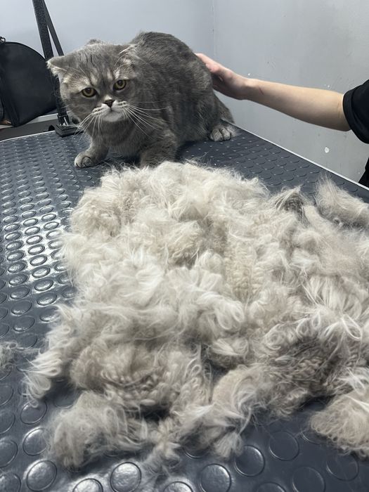 Стрижка линька собака кот