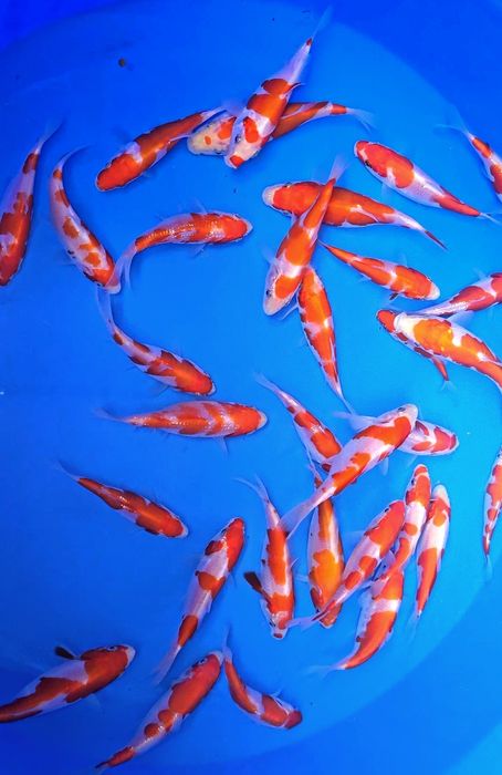 Crapi koi diverse mărimi și varietati