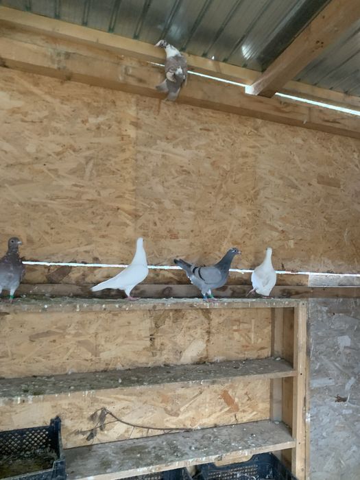 Vand porumbei voiajori