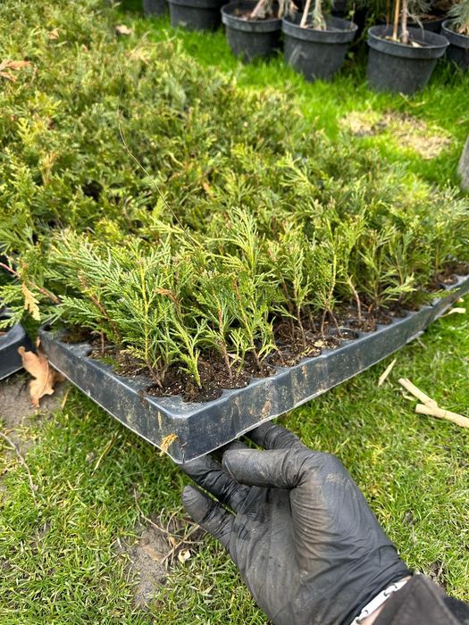 Butasi Leylandi altoi/ răsad plante/ puieți plante ornamentale/ tuia