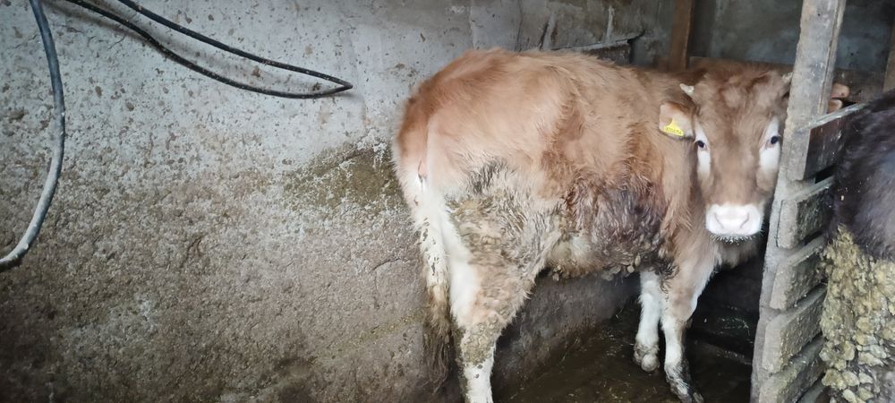 Продам хорошую тëлочку