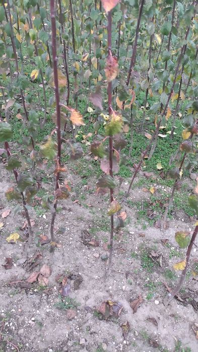 Vând diferite soiuri de pomi fructiferi