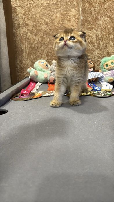 Продается мальчик Фолд веслаухий