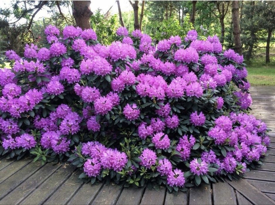 Рододендрон  тени любивый кустарник