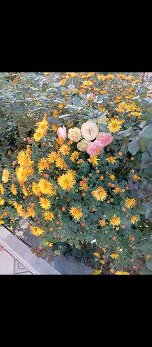 Продам кусты хризантемы.