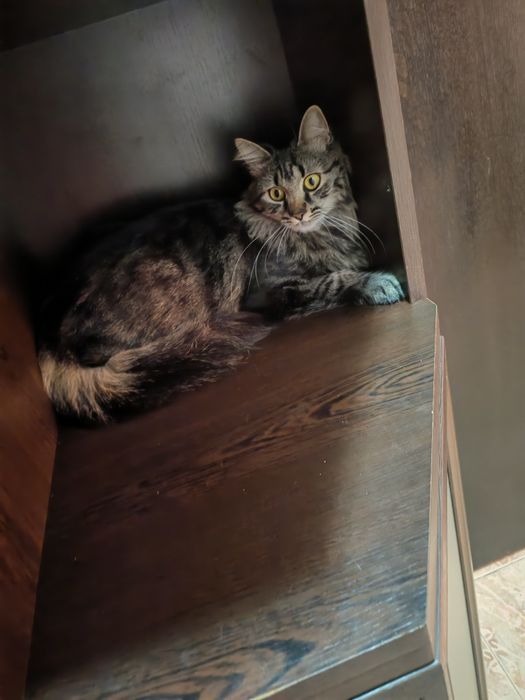 Подарявам КОТКАА