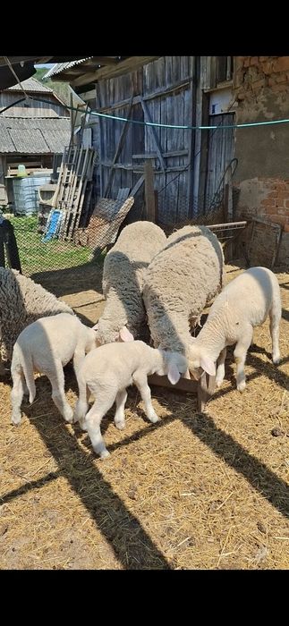 Oi merinos de cluj.