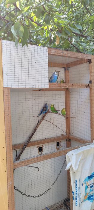 Волнистый кушлар сотилади ! (Уйаси билан)