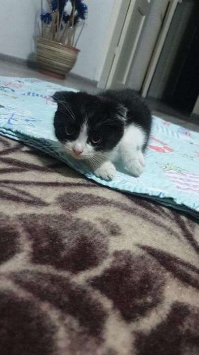 Котята наполовину британцы