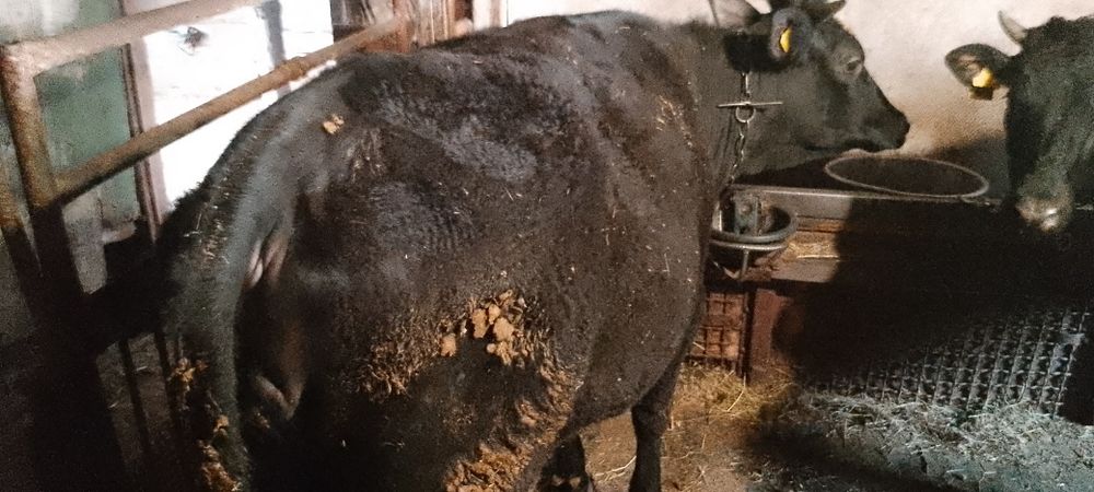 Телки полтора годовалые упитанные