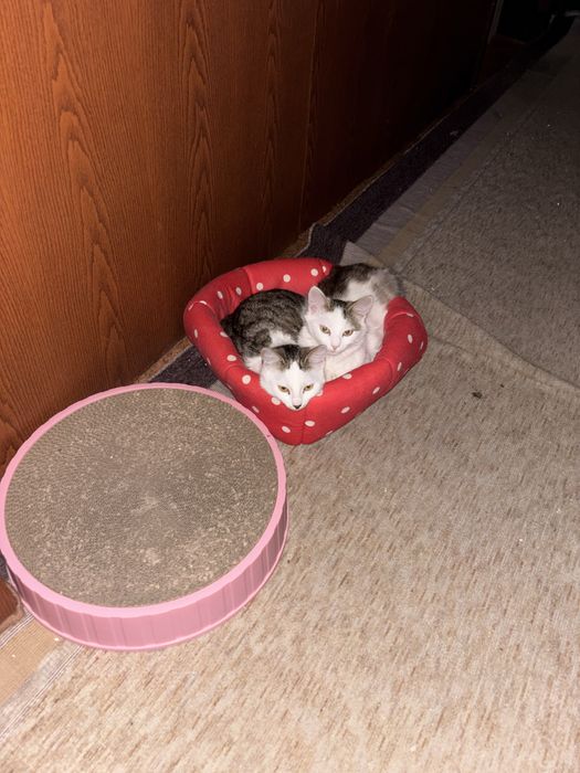 Подарям две котки на 7 месеца