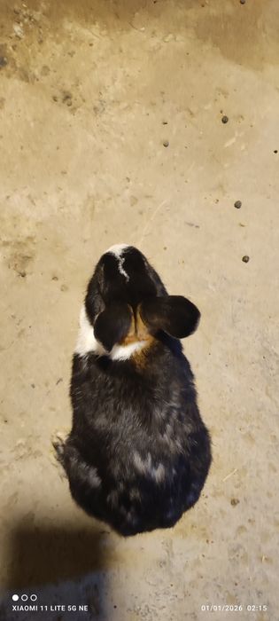 Karlik sames (erkak)